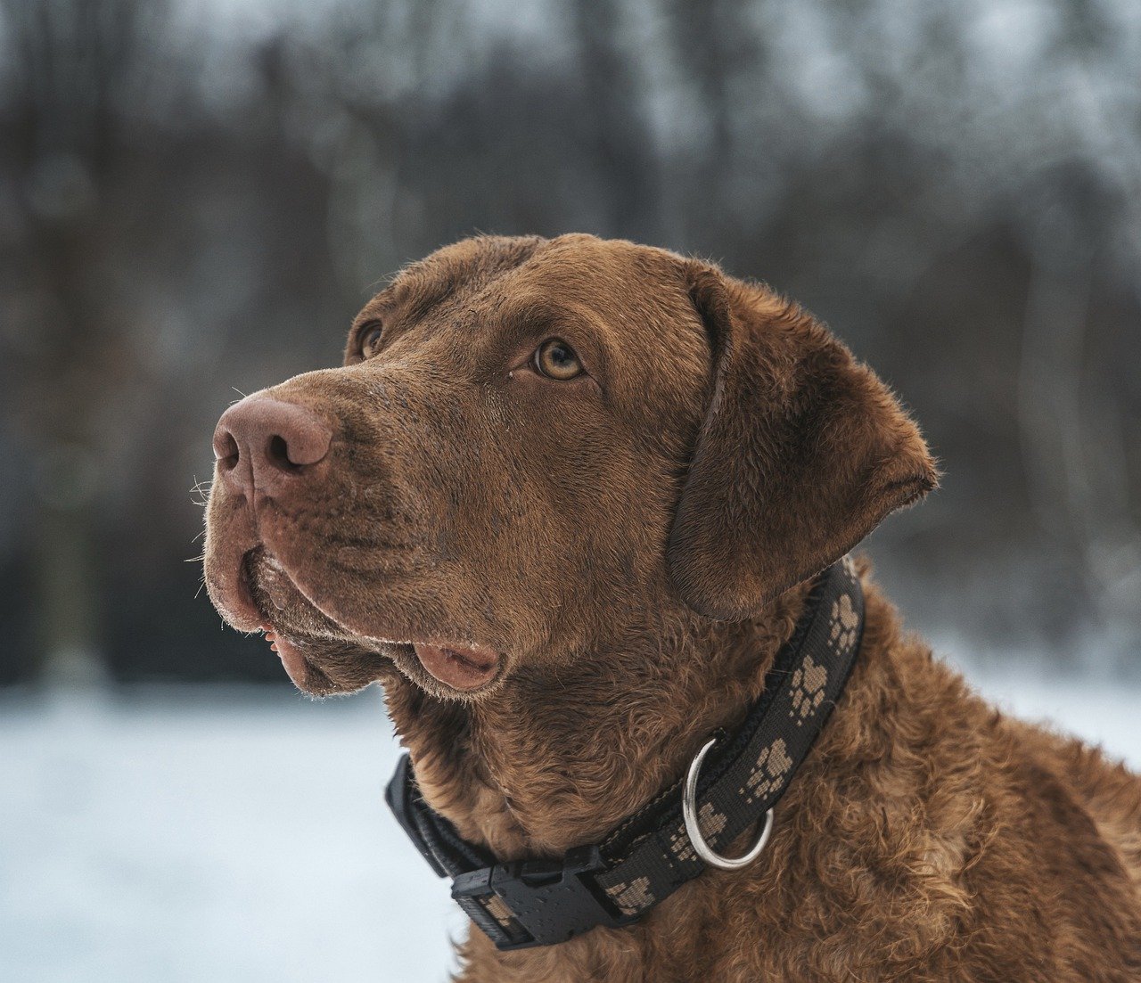 How to Teach Your Dog to Bow